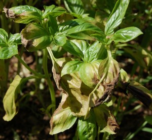 Basil plant