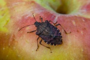 Brown marmorated stink bug adult on apple