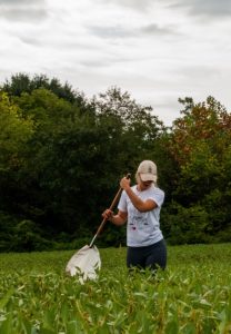 Person using insect sweep net in soybean field in Cleveland County, North Carolina.