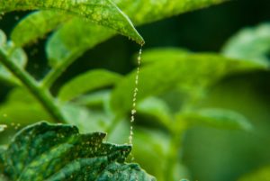 Twospotted spider mite webbing on tomato plant