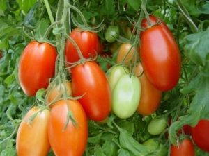 NC EBR-7 tomatoes