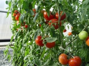 NC 123S tomatoes