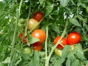 NC 127S tomatoes