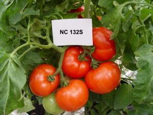 NC 132S tomatoes