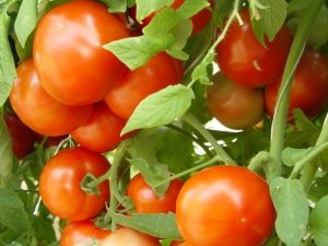 NC 1CS tomatoes