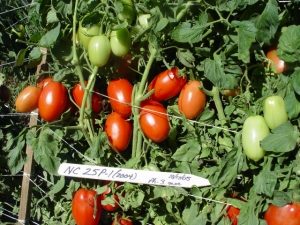 NC 25P tomatoes