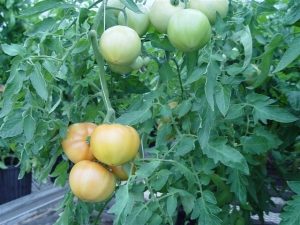 NC2rinEC tomatoes
