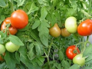 NC 58S tomatoes