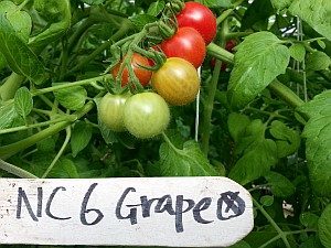 NC 6 grape tomatoes
