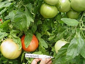 NC 714 tomatoes