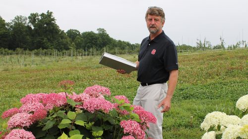 Dr. Tom Ranney and Hydrangeas