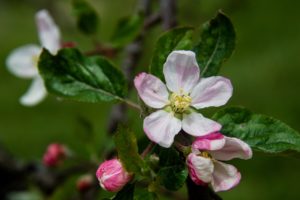 Cover photo for Western NC Orchard Insect Populations - April 3, 2018