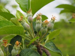 Cover photo for Thinning Alert: Apple Thinning Responses May Be Aggressive