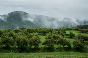 Cover photo for WNC Orchard Insect Populations for August 7, 2018