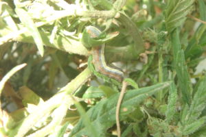 Armyworm on industrial lhemp