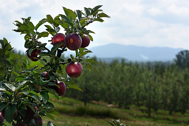 mhcrec apple fruit