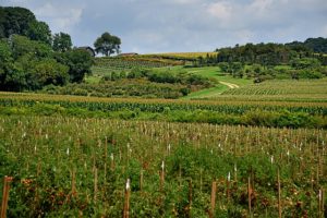 butler field plots