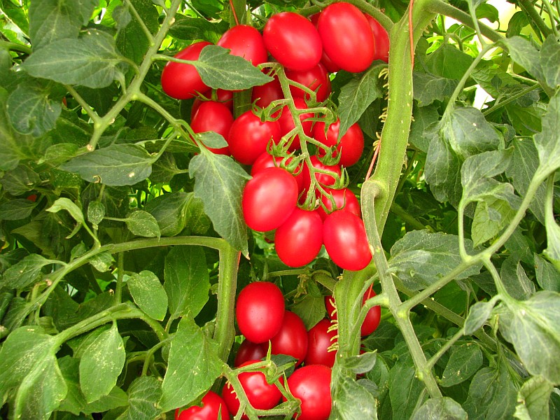 NC 4 Grape tomato