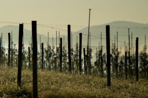 Picture of high density apple orchard