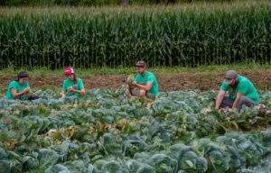 Researchers grading cabbage for insect damage