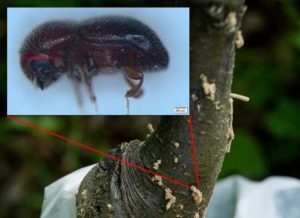 Close-up of ambrosia beetle with damaged apple tree trunk