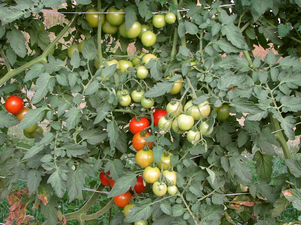 tomato clusters