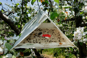 Oriental fruit moths in trap