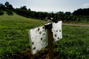 Brown marmorated stink bug trap