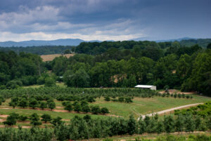 Cover photo for WNC Orchard Insect Pest Populations - May 17, 2022