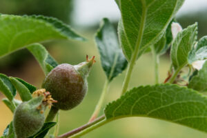 Apple fruit