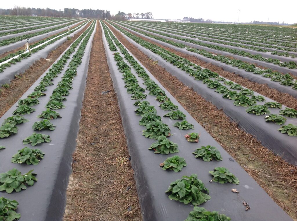 Strawberries growing in a field.