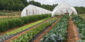 high tunnels with rows of vegetables growing in front