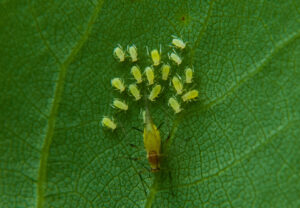 Green apple aphids