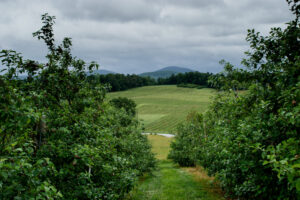 Apple orchard