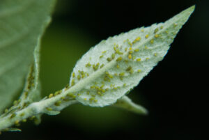 Aphids on leaf