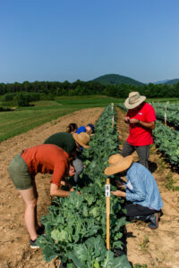 Entomology department sampling collard insects at Mountain Horticultural Crops Research Station, Mills River, NC