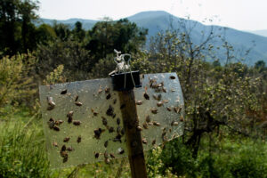 Brown marmorated stink bug trap