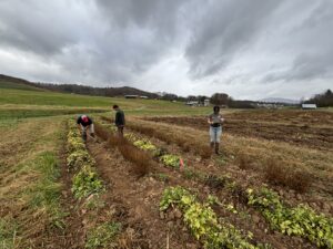 people harvesting Chinese medicinal herb roots in the field