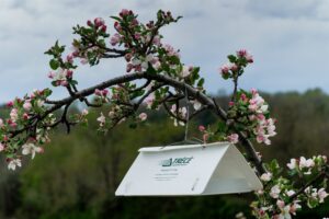 Insect trap in apple tree