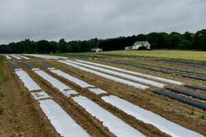 Reflective mulch in tomato field