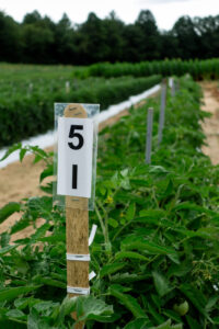 Research tomato field