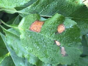 Symptoms of GLS on a wet leaf