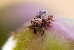 Plum curculio adult