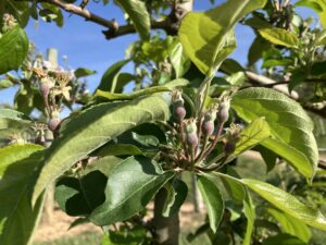 Cover photo for Apple Thinning Update: 04.18.25