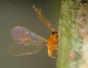 Close up view shows wings