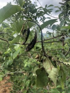 shoot blight on apple tree