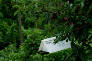 Trap in apple orchard