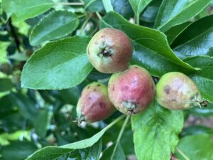 Hail damage on apple fruit