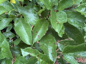 Symptoms of GLS on apple leaves