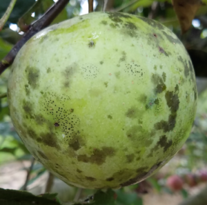 flyspeck sooty blotch on apple fruit